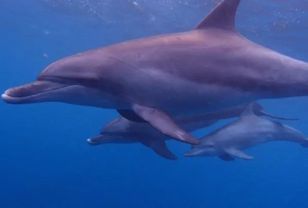 御蔵島の写真・動画_image_159486