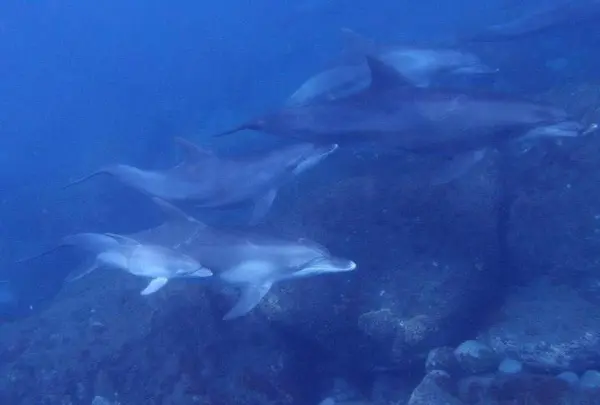 御蔵島の写真・動画_image_159487