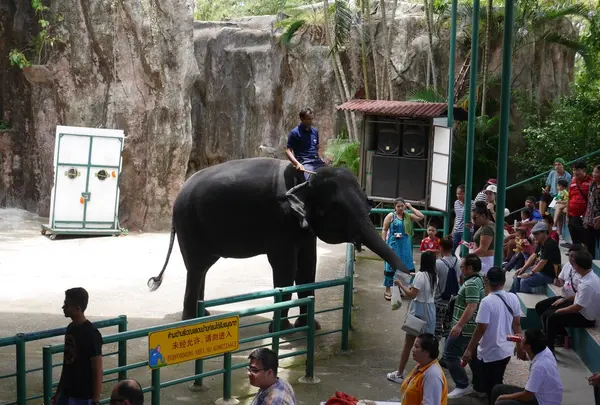 Sriracha Tiger Zoo（シーラチャ・タイガー・ズー）の写真・動画_image_159496