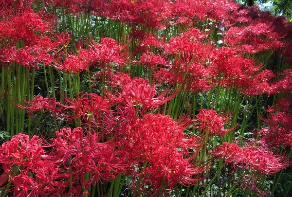 曼珠沙華公園の写真・動画_image_159896