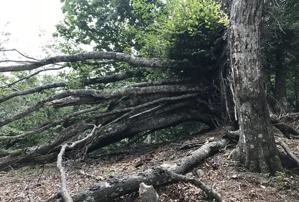 鷹ノ巣山の写真・動画_image_160173