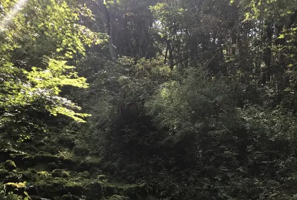 山中湖花の都公園の写真・動画_image_160184