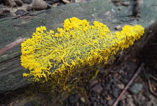 慰霊の森の写真・動画_image_160328