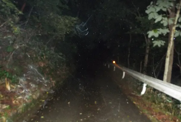 慰霊の森の写真・動画_image_160334