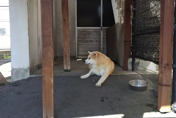 秋田犬会館の写真・動画_image_160446