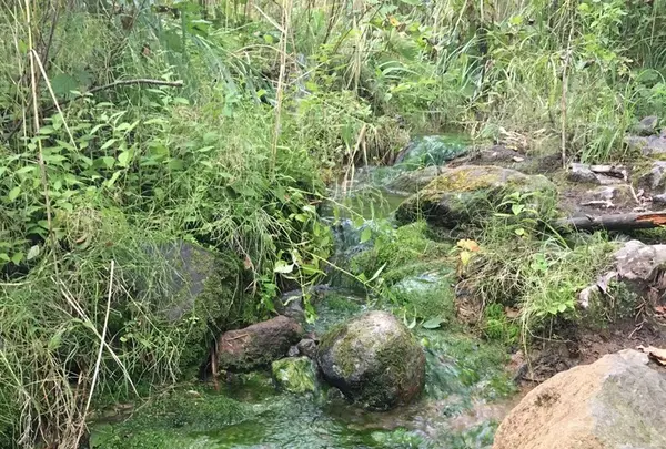 五色沼の写真・動画_image_160476