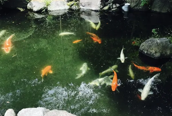 フォーレなかかわね茶茗舘の写真・動画_image_161088