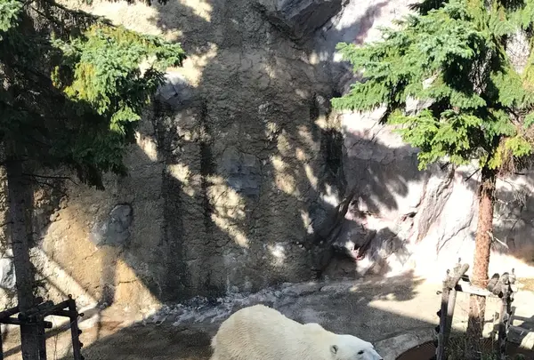 旭川市 旭山動物園の写真・動画_image_161472