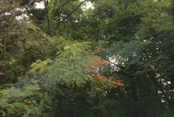 日本ロマンチック街道の写真・動画_image_161921