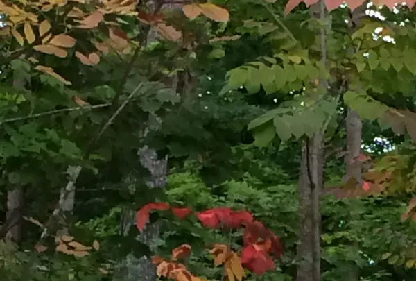 日本ロマンチック街道の写真・動画_image_161931