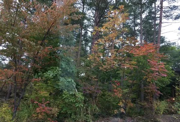 日本ロマンチック街道の写真・動画_image_161932