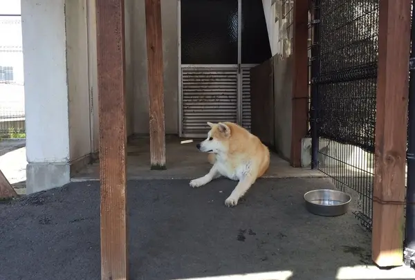 秋田犬会館の写真・動画_image_161971