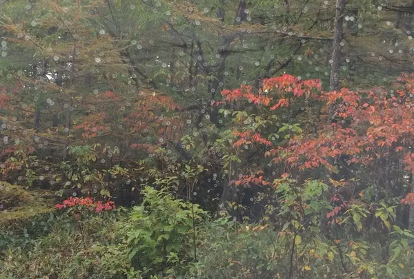 草津白根山の写真・動画_image_162044