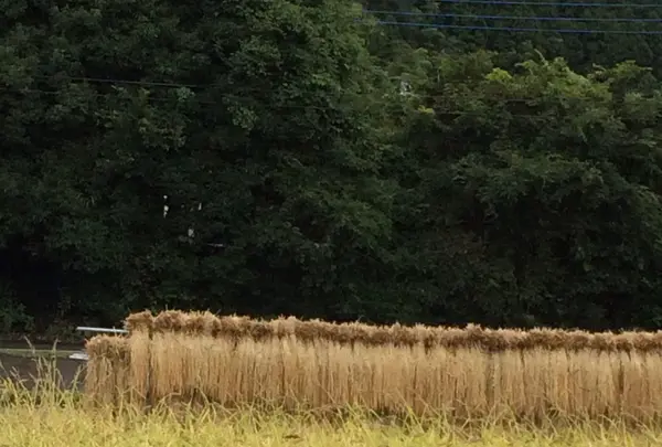 草津白根山の写真・動画_image_162055
