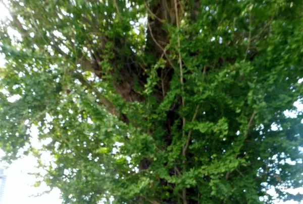 起堤町174−1の写真・動画_image_162238