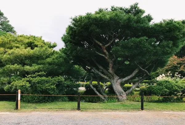 兼六園の写真・動画_image_162495