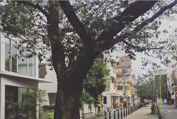 九品仏川緑道 / グリーンストリートの写真・動画_image_162861