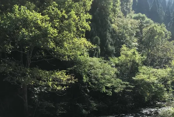 篭坊温泉の写真・動画_image_162942