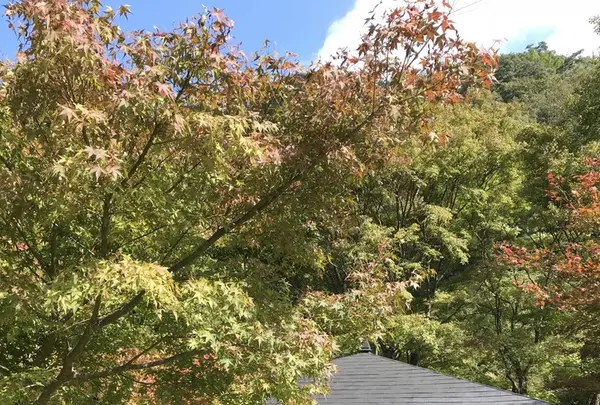 篭坊温泉の写真・動画_image_162943