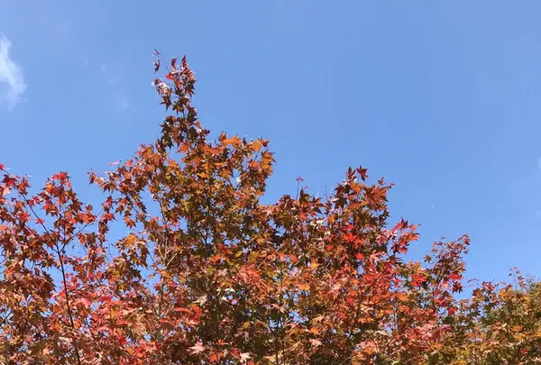 篭坊温泉の写真・動画_image_162946