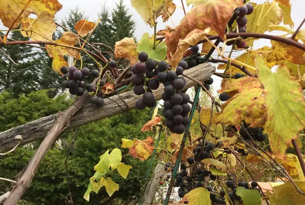 夕陽の家の写真・動画_image_163152