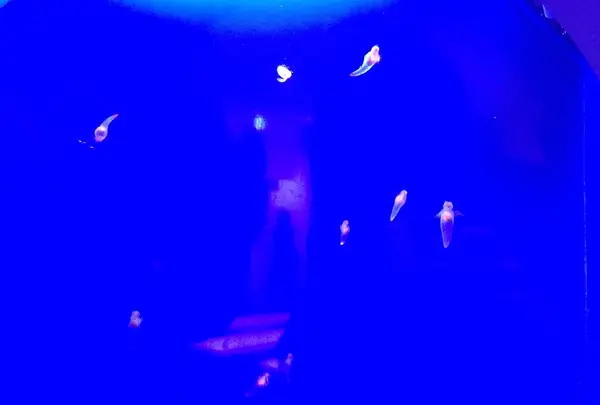 オホーツク流氷館の写真・動画_image_163210