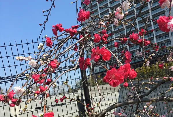 目黒天空庭園の写真・動画_image_163299