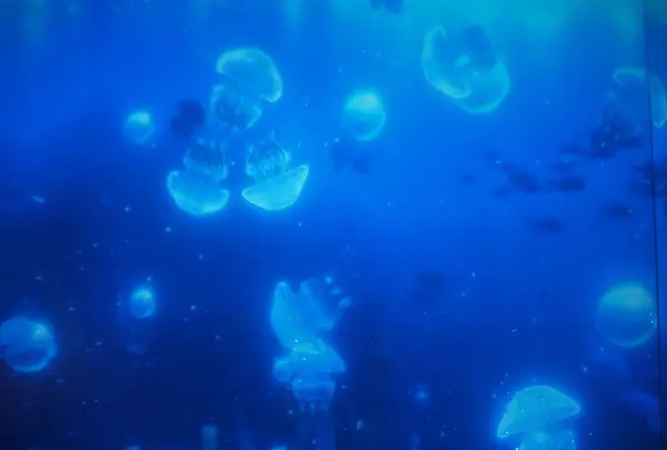 仙台うみの杜水族館の写真・動画_image_163544