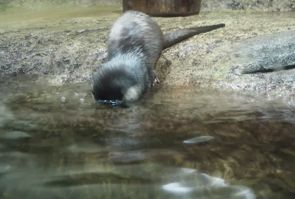 仙台うみの杜水族館の写真・動画_image_163546
