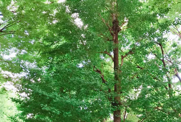 白銀公園の写真・動画_image_163784