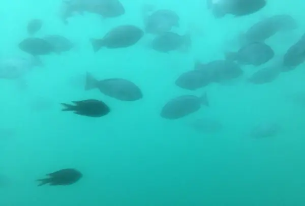 水中観光船「にじいろさかな号」の写真・動画_image_163932