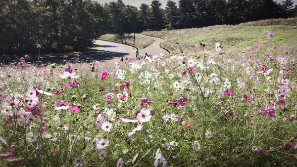 国営昭和記念公園の写真・動画_image_164309