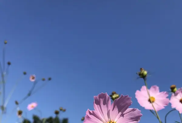 国営昭和記念公園の写真・動画_image_164310