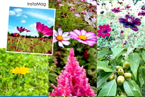 国営昭和記念公園の写真・動画_image_164319