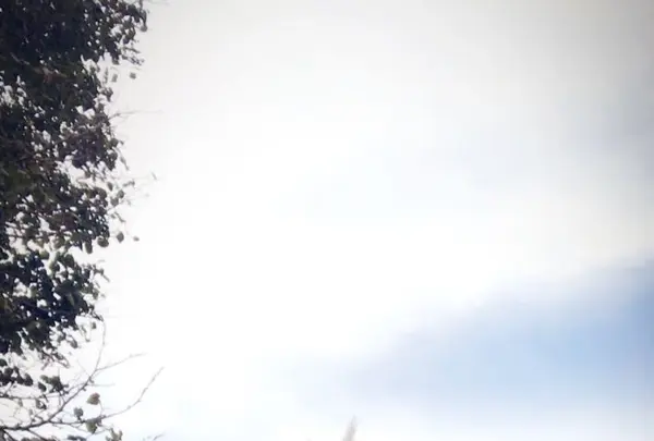むさしの森珈琲 朝霞本町店の写真・動画_image_164320