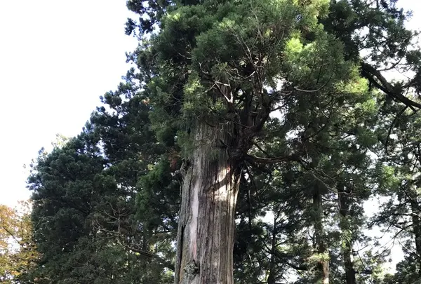 戸隠神社中社の写真・動画_image_164375