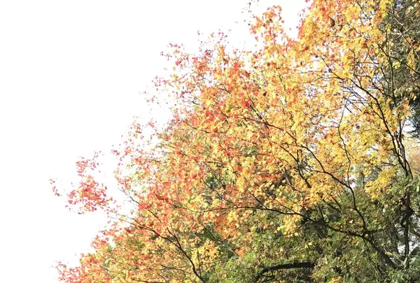 戸隠神社中社の写真・動画_image_164378