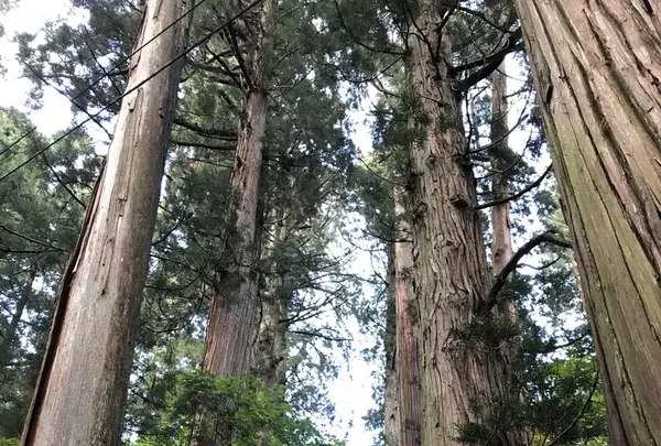 戸隠神社中社の写真・動画_image_164380