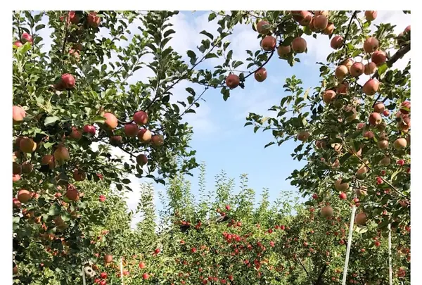 塩崎農園の写真・動画_image_164381