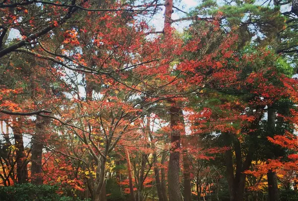 兼六園の写真・動画_image_164609