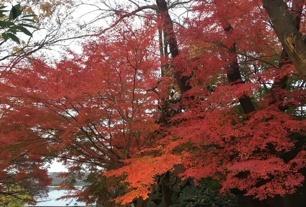金沢城公園の写真・動画_image_164611