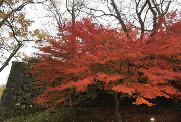 金沢城公園の写真・動画_image_164612