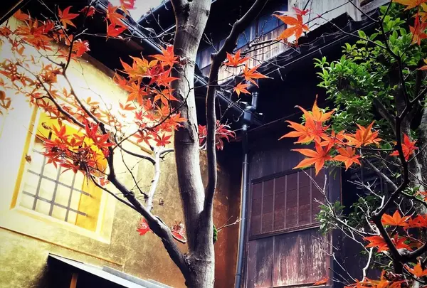 箔座 箔座ひかり藏の写真・動画_image_164642