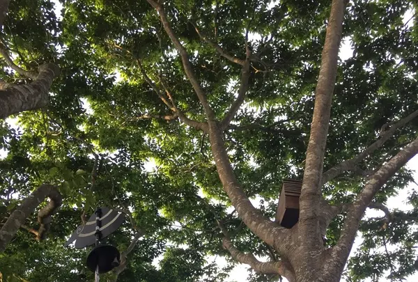 東北ツリーハウス観光協会3号ツリーハウスの写真・動画_image_164652