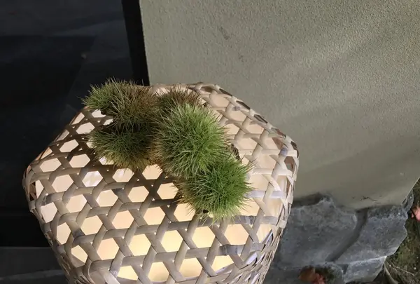 鷹明亭 辻旅館の写真・動画_image_164686