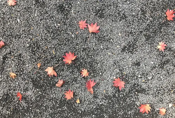 鷹明亭 辻旅館の写真・動画_image_164687