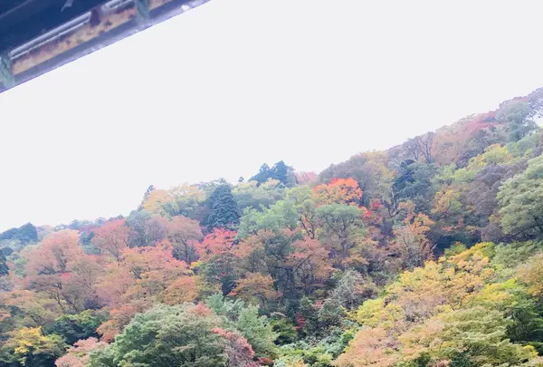 最上川舟下り義経ロマン観光の写真・動画_image_164912