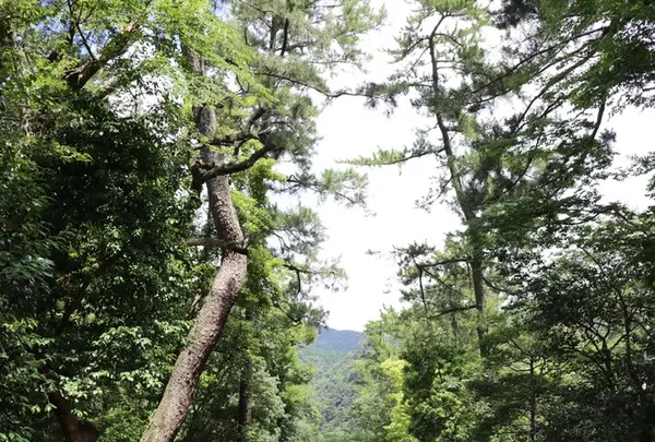出雲大社の写真・動画_image_165078