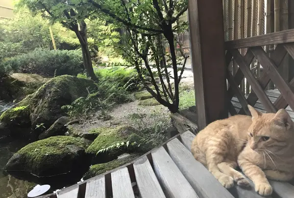 旅亭 山の井の写真・動画_image_165092
