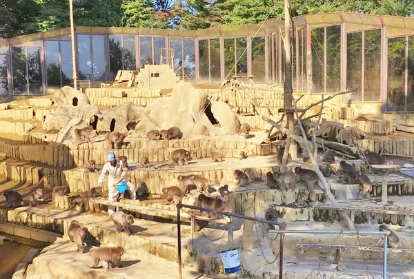 高尾山さる園・野草園の写真・動画_image_165289